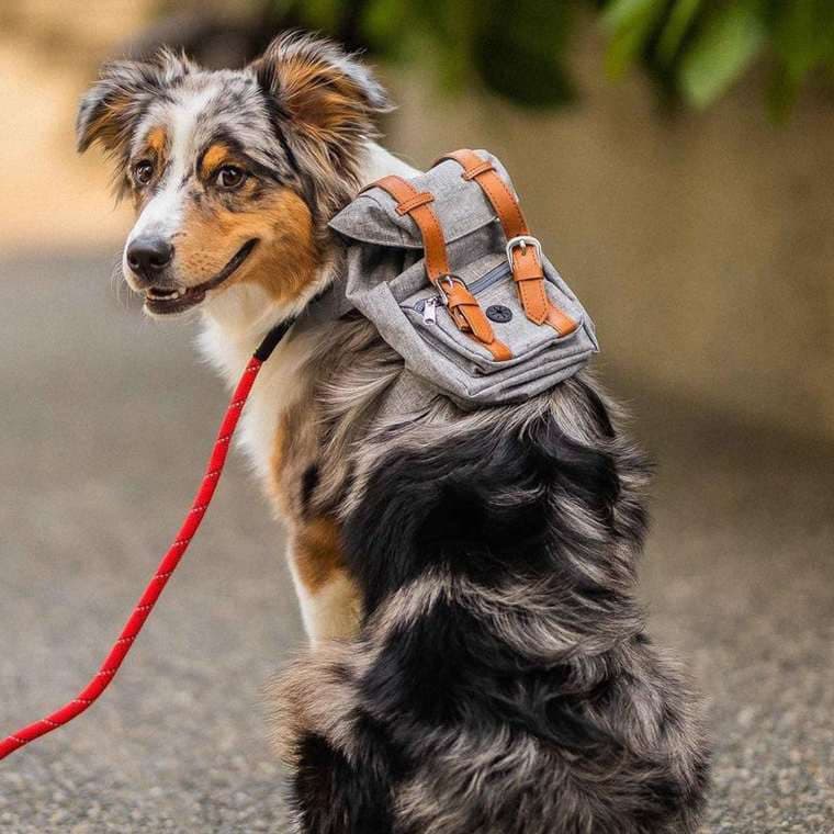 ARNES CON BOLSO CON PORTA BOLSA
