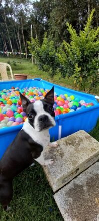 adiestramiento canino medellin