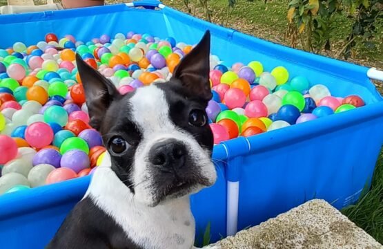 adiestramiento canino medellin