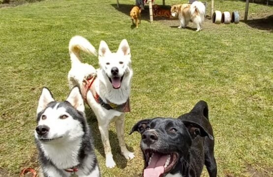 guarderia canina en envigado