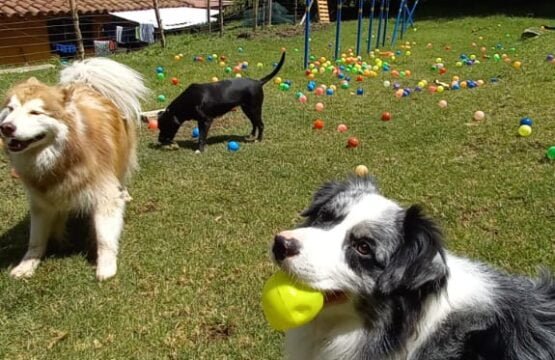 guarderia canina medellin