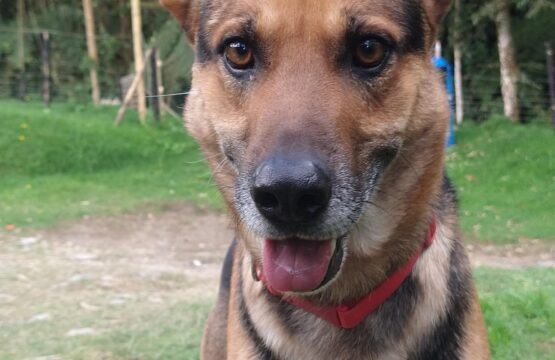 hotel para perros en envigado