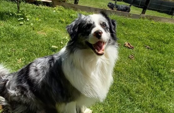 guarderia de perros en medellin