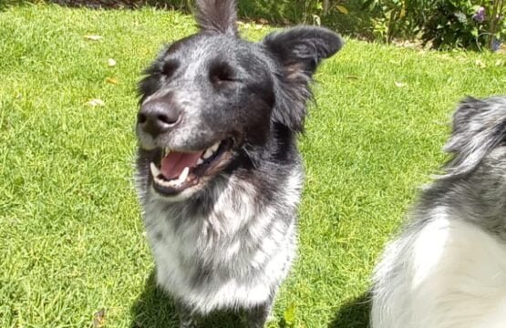 guarderia canina medellin